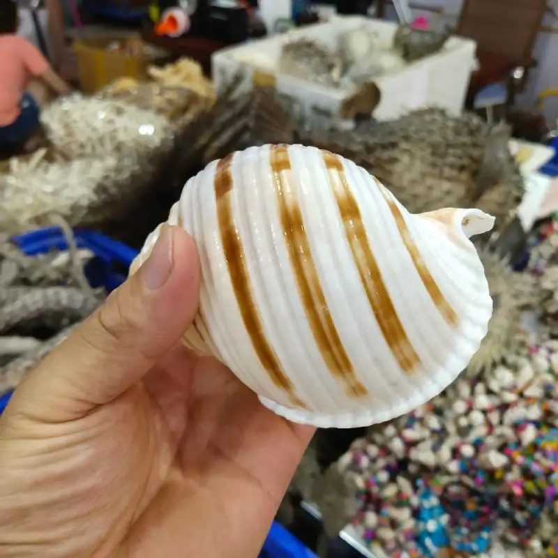 Большая Натуральная раковина средиземноморская Новая морская улитка