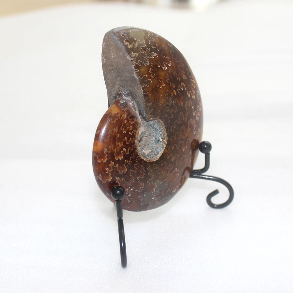 Runyangshi 1 шт. аммонит окаменелость conch образец Мадагаскара черный металлический стенд кварцевый кристалл для заживления