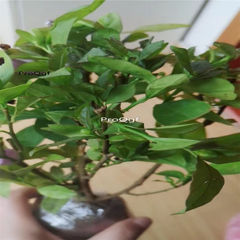 

Ngryise 1 Set Brunfelsia latifolia