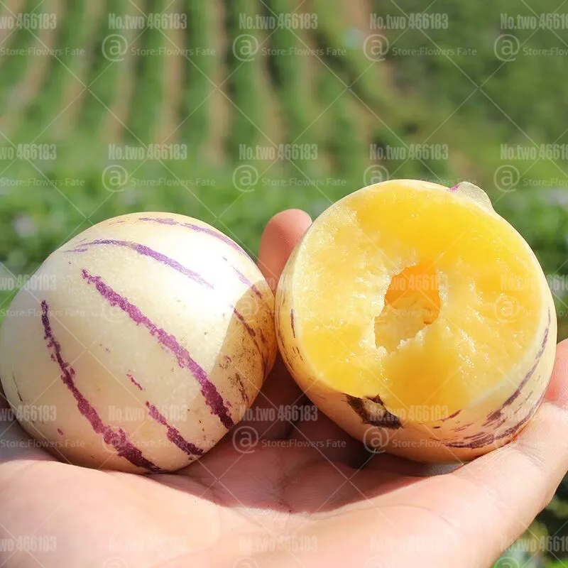 100 шт Редкие Пепино Дыня бонсай Solanum muricatum Aiton вкусные органические фрукты и горшок для овощей растения для домашнего сада