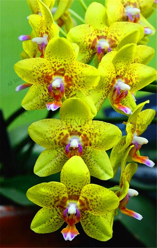 9 Распродажа! цветы в горшках Орхидея бонсай Cymbidium сад Цикада Орхидея Cymbidium Орхидея при цветении 100 шт,# T4TKSW - Цвет: 9