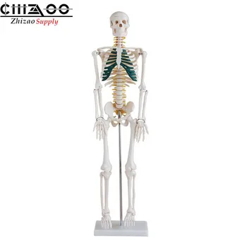 

Human Skeleton 85cm Skeleton with Spinal Nerves Model