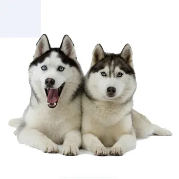 

Comic Car Stickers Two Huskies Dogs Funny Car Stickers and Decals Waterproof Sunscreen Anti-UV Cover Scratch,14cm*11cm