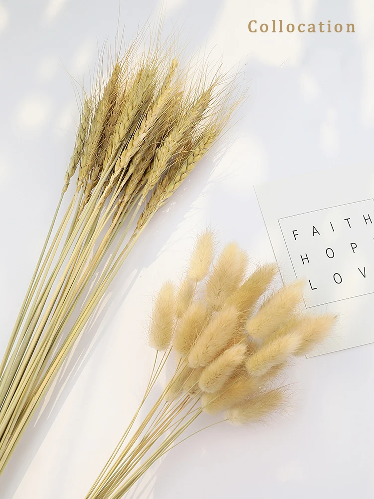Natural Barley Wheat Tassel Rabbit Tail Grass Photography Accessories Photo Studio Props Background Backdrop Ornament 15pcs/Lot photo props