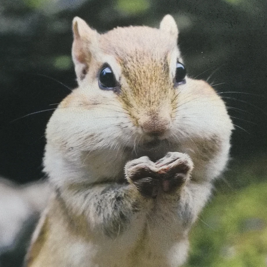 Милые животные Chipmunk коврик коврики Прихожая дверной проем ванная кухня ковры коврики ковер украшение дома