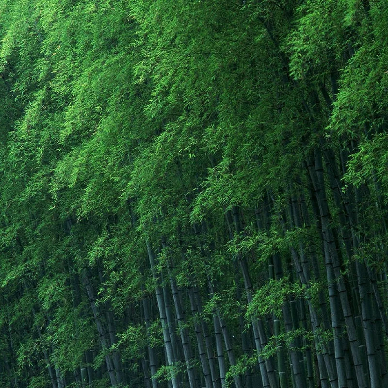 40 шт MOSO BAMBOO огромный Мао бамбуковый бонсай-Бонсаи-филлостахис pubescens/edulis-Moso Hardy бамбуковые садовые растения