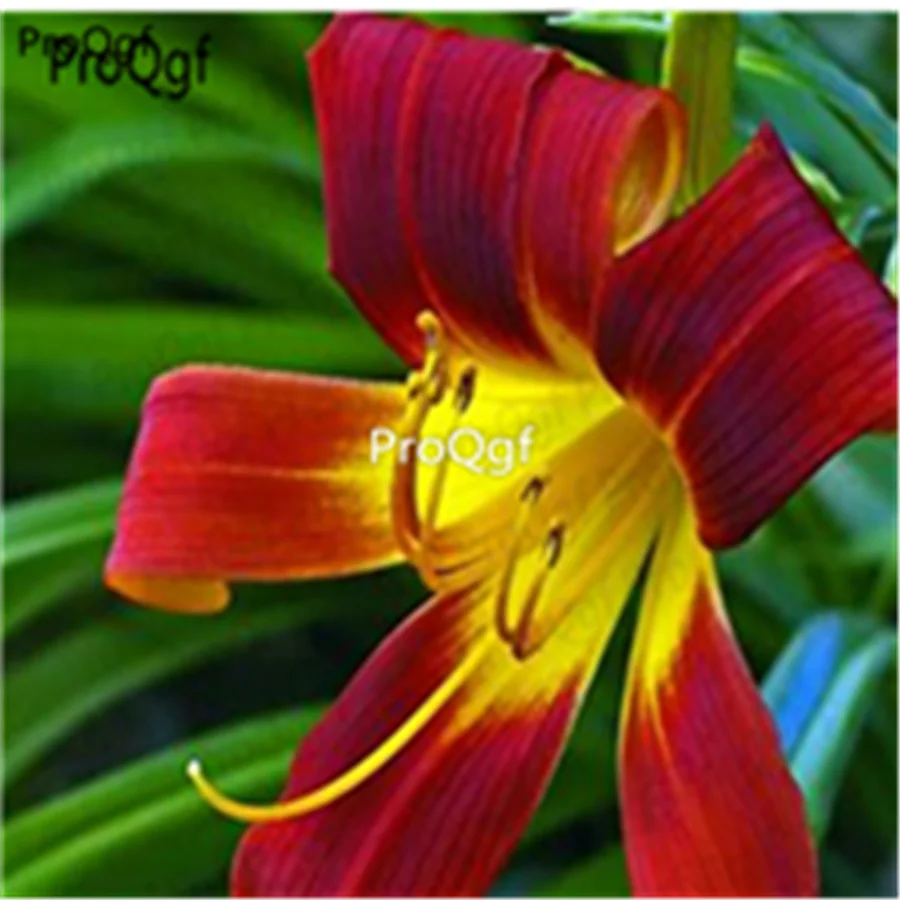 Ngryise набор из 20 предметов Lilium brownii Lily