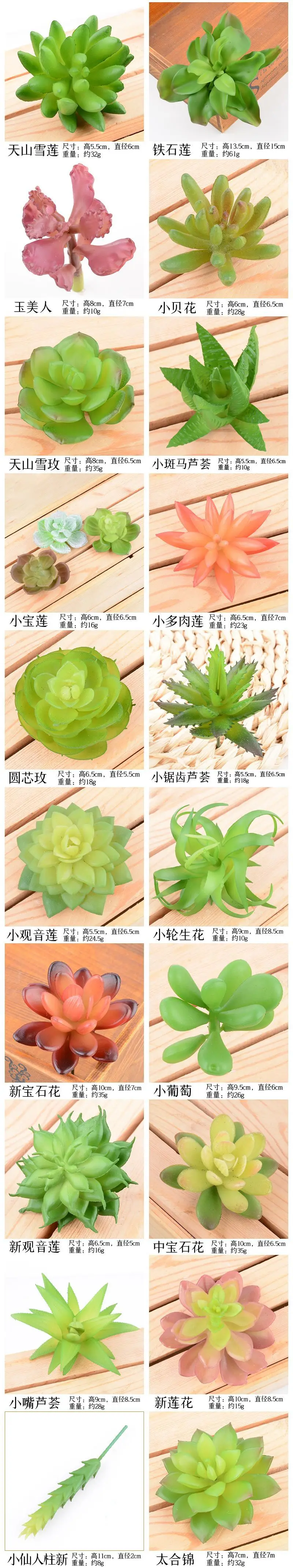 Details of fleshy flower head2