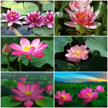 

AZQSD DIY Oil Painting By Numbers Flower Home Decoration Drawing On Canvas Coloring By Numbers Lotus Unframe Handpainted Gift