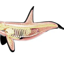 4D мастер Обучающие собранные игрушки животные биологические КИТ органов анатомическая медицина для обучения модели