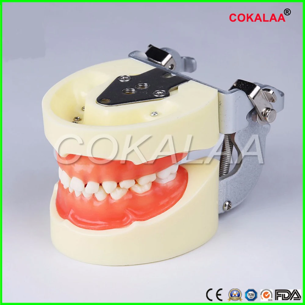 Dental Teeth Anatomical Anatomy Model Children for frasaco / kavo head model | Красота и здоровье