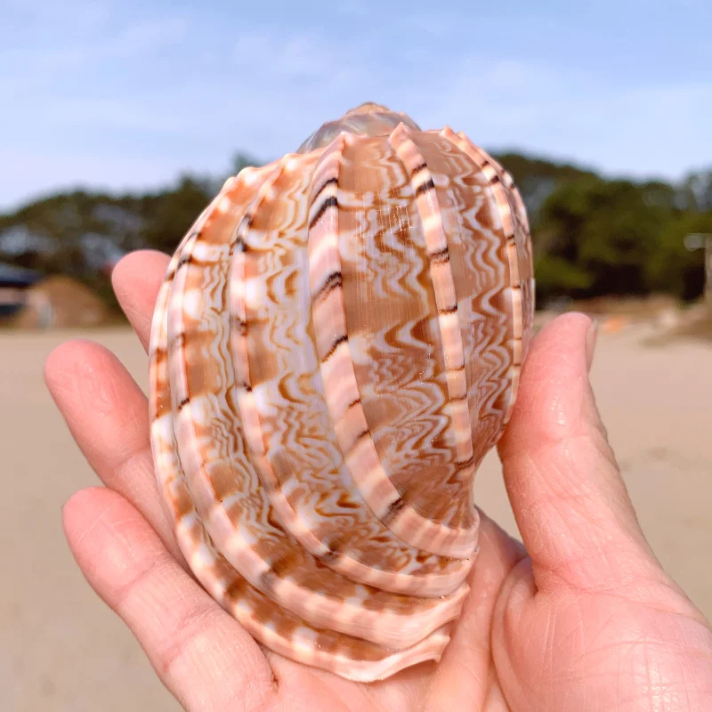 Новая морская улитка, натуральная раковина, большая раковина, аквариум, украшение для аквариума, ролл, моллюски, разведение, средиземноморская ракушка, горшок, мебель