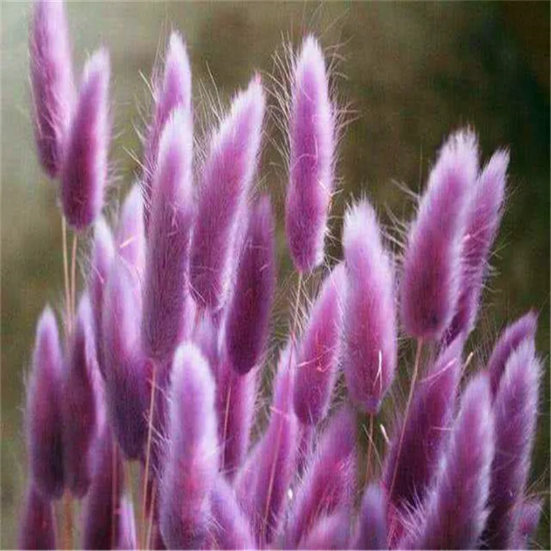 100 Pcs Rabbit Tails Grass Bonsai Plant Ornamental Grasses Home Garden