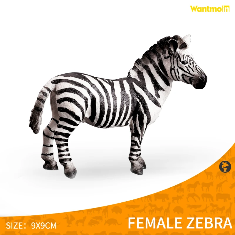 Female zebra