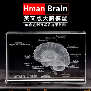 

3D Crystal Internal Carving Medical Human English Brain Model Crafts Decorations Custom Anatomical Structure Schematic Diagram