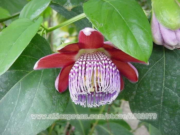 Genuine 100 PCS Passiflora Ambigua plantas,Bonsai Rare Flower flores, Perennial Outdoor Potted plants for Home& Garden