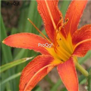 Prodgf 50 Шт Набор амариллис белый - Цвет: 17