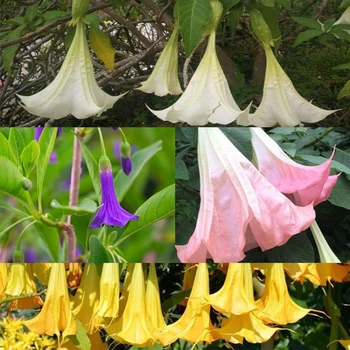

50pcs Mixed Color Datura Seeds Tree Nursery Bonsai Plants Grow for Garden