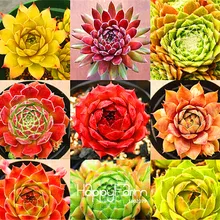 Лучшее предложение! Домашнее садовое растение 10 штук редкое молодило микс суккулентные растения цветы для комнаты, бонсай растения в горшках* подарок,# S