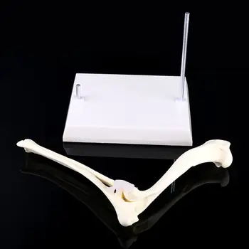 

Dog Canine Elbow Joint Model Veterinary Teaching Research Animal Display Gifts
