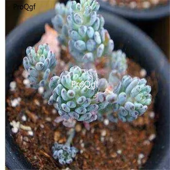 

Ngryise 1Pcs A Set Graptopetalum pachyphyllum Rose