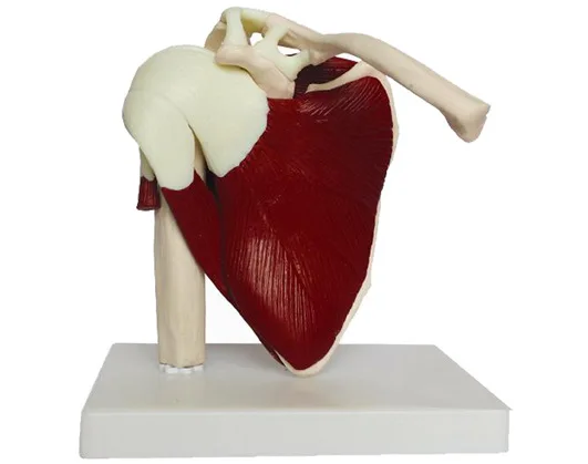 

Human skeleton shoulder scapula clavicle muscle model functional joint medical ligament teaching aid