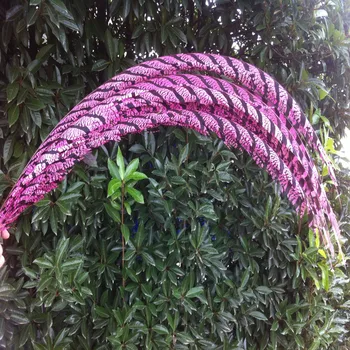 

Hot 5pcs Pink Lady Amherst Pheasant feather 32-36inch/80-90cm for Home Decoration,Wedding Party Decoration