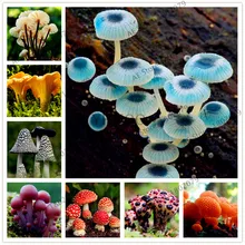 100 шт./пакет гриб бонсай Succlent съедобный здоровья растительные грибной сад для Веселая ферма "