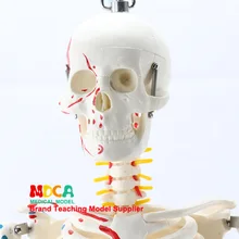 85 см установленный скелет человека модель нейронных мышц и окончание скелета йога обучение медицина для Mgg204