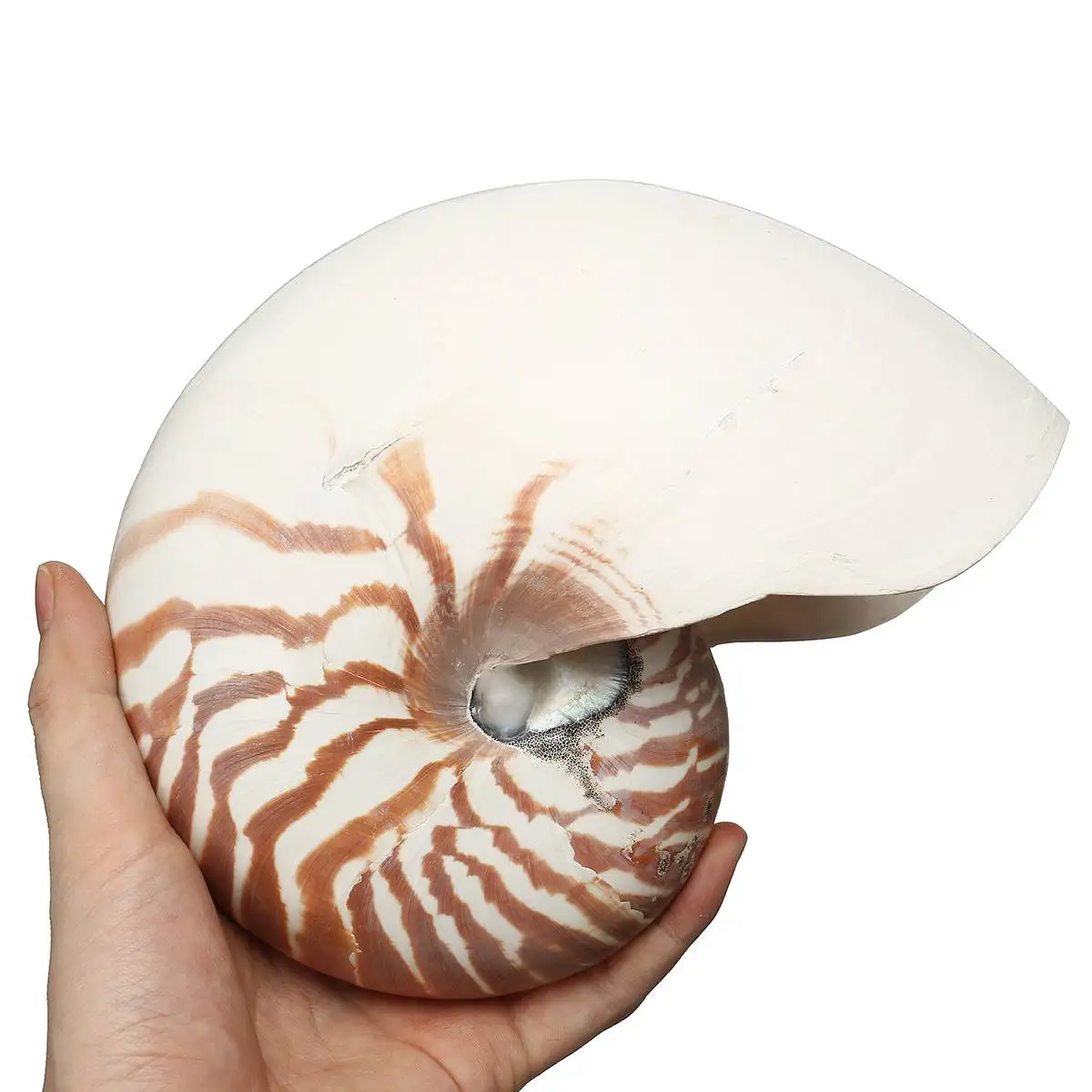 17-19cm Natural Tutufa Rubeta Large Beach Seashell Nautical Home Decoration Crafts Gifts Fish Tank Aquarium Accessories