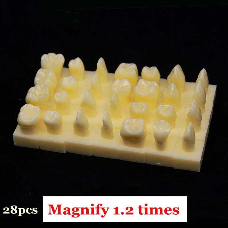 

28pcs Dental teeth model Study Teaching Demonstration tooth Model Tooth Grain