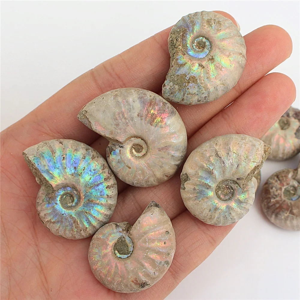 1 шт. непамятный аммонит Fossil Shell цветная коллекция минерал|Камни| |