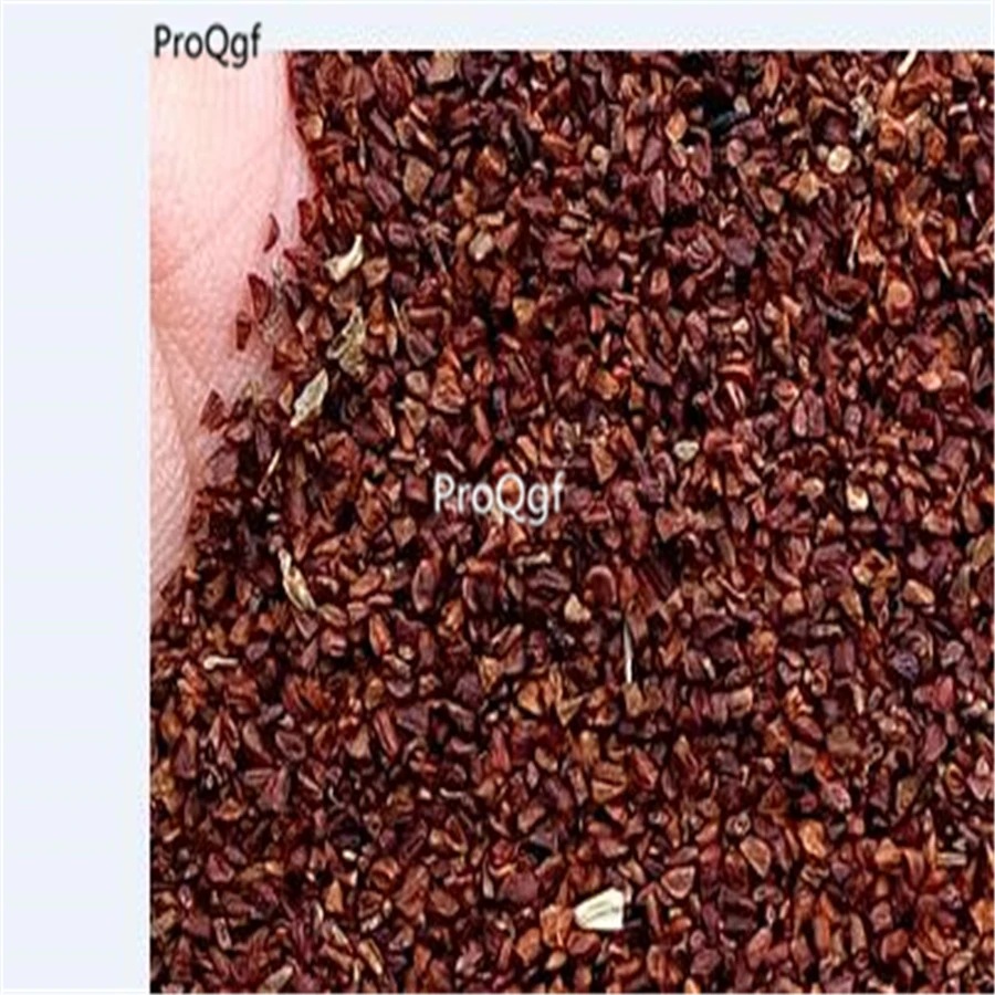 Ngryise 5000 шт набор Platycerium Wallichii - Цвет: seed