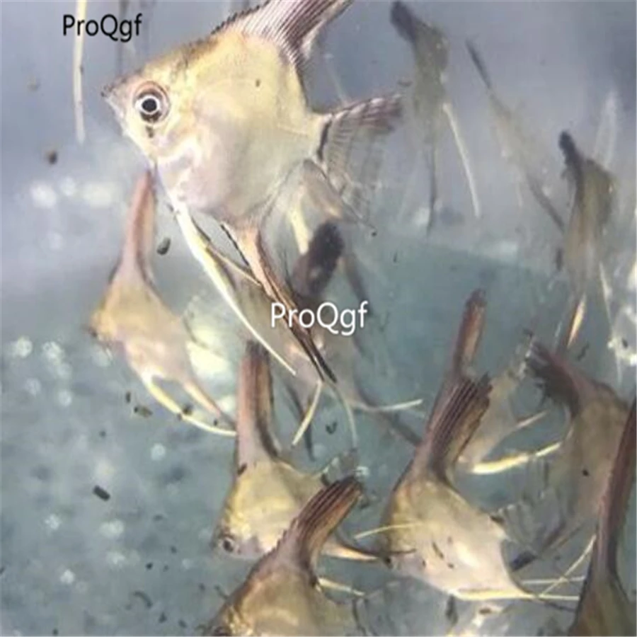 Ngryise 1 шт. набор pterophylum scalare
