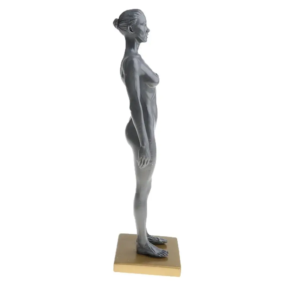 Женская анатомическая модель фигуры для художников серый Медицинский рисунок