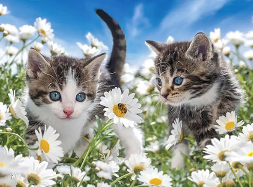 Животные алмазная картина полный квадратный цветок кошки мозаика вышивка горный