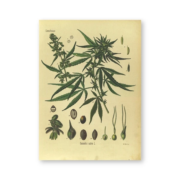 E Винтажный Botany печать горчичный плакат лекарственные растения энциклопедия обучающая картина холст живопись на кухню Настенный декор - Цвет: E