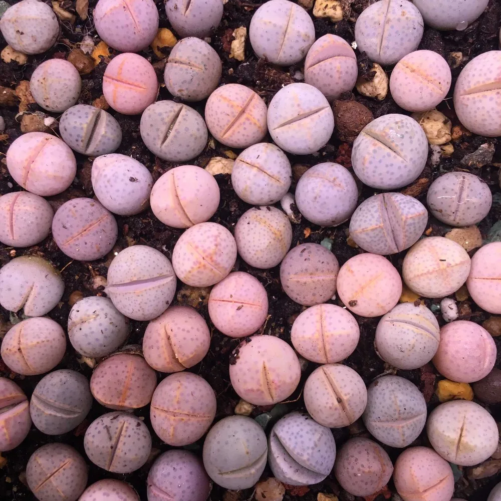1000 шт- настоящие свежие настоящие динозавры wilmotianus succulent Oo~(Huan Yu)~ живые камни F