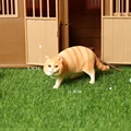 Exotic shorthair B