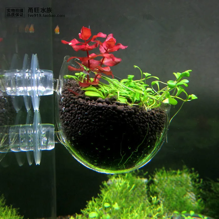 Glass Pot Plant Cup Seed Planter Aquatic Planting Crystal Aquarium Decoration | Дом и сад