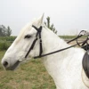 Horse Bridle Horse Rein Headstall Thickened Halter Equestrian Accessories Removable Snaffle Nylon Webbing Horse Riding Equipment ► Photo 2/6