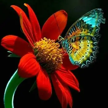 

Diamond Painting Animal Butterfly 5d Diy Mosaic Full Square Round Drill Diamant Of Rhinestone Daimond Embroidery Pictures Sale