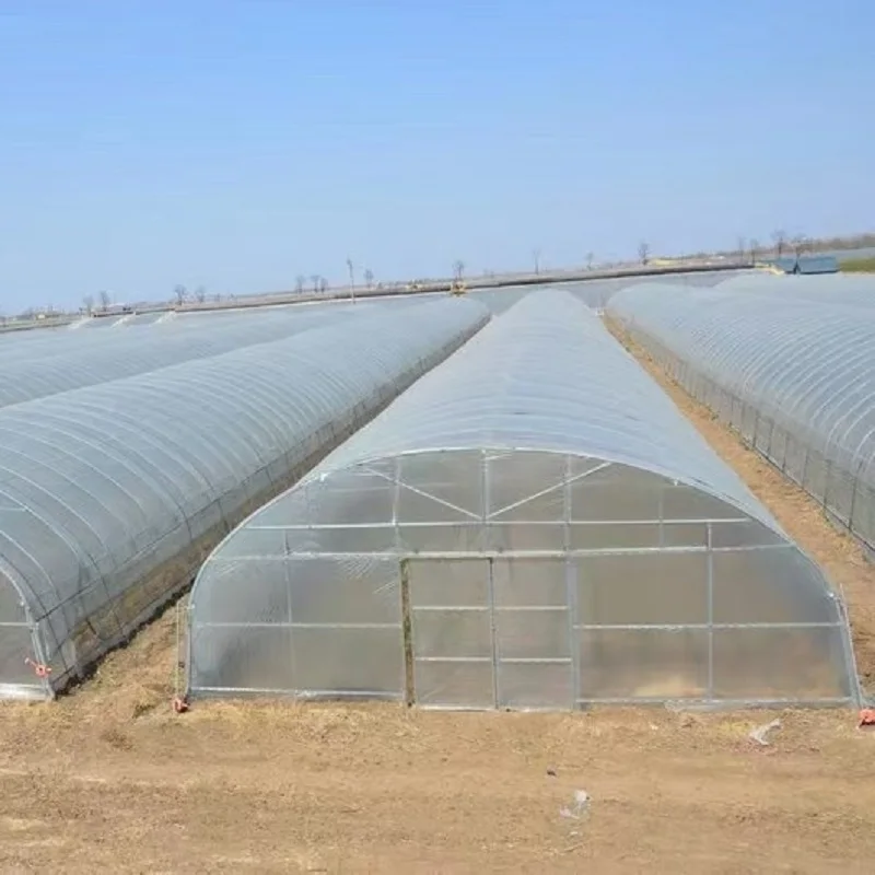 Cucumber Greenhouse, Tomatos Serre