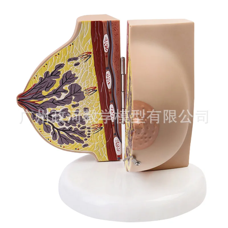 Female Breast Anatomy Model 1