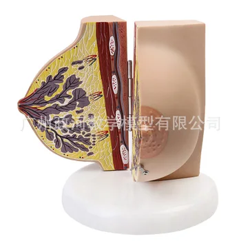 Female Breast Anatomy Model 1