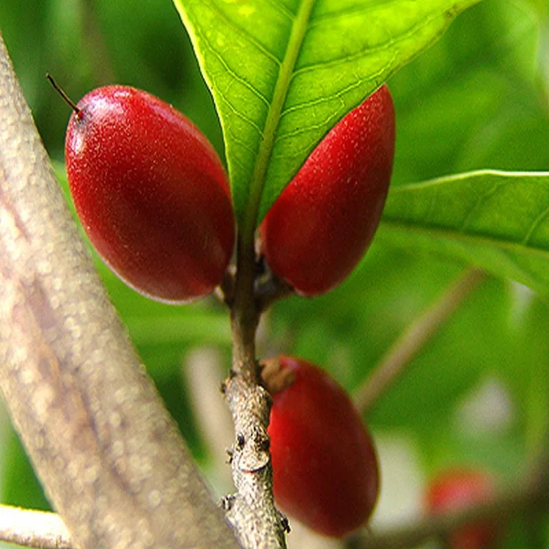 Горячая Распродажа! 20 шт Synsepalum Dulcificum/Чудо фрукты бонсай национальные сокровища драгоценных фруктов интересные декоративные растения