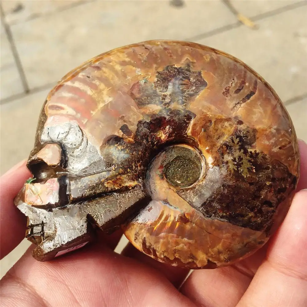 Настоящий аммонит fossil резной череп Хрустальный резной череп Улитка shell fossil Рождественский подарок ручной работы