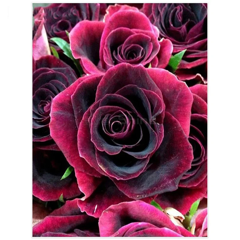 DIY 5D Full Square Diamond Painting Flowers Pictures Of Rhinestones Embroidery Mosaic Paint With Diamonds | Дом и сад
