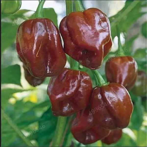 Garden-Plants-Peter-Pepper-bonsai-Red-Hot-Chili-Peppers-Organic-Vegetable-DIY-Potted-Plant-Long-Hot (1)