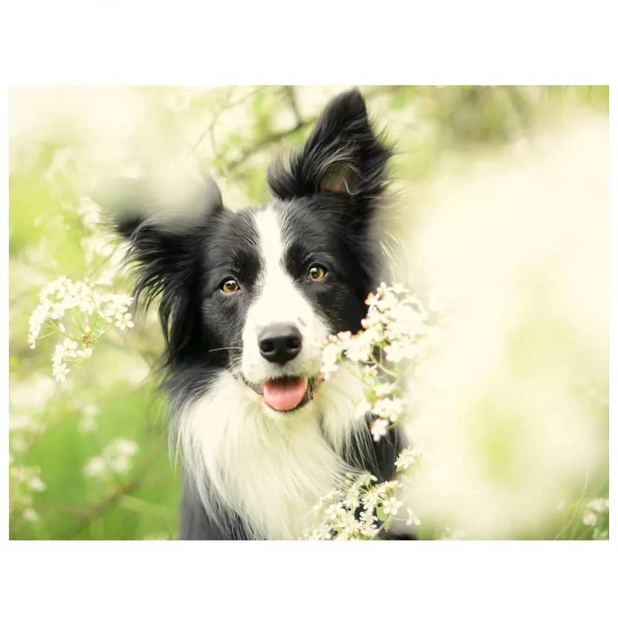 Алмазная живопись Border collie вышивка крестиком настенная алмазная с собакой 5D